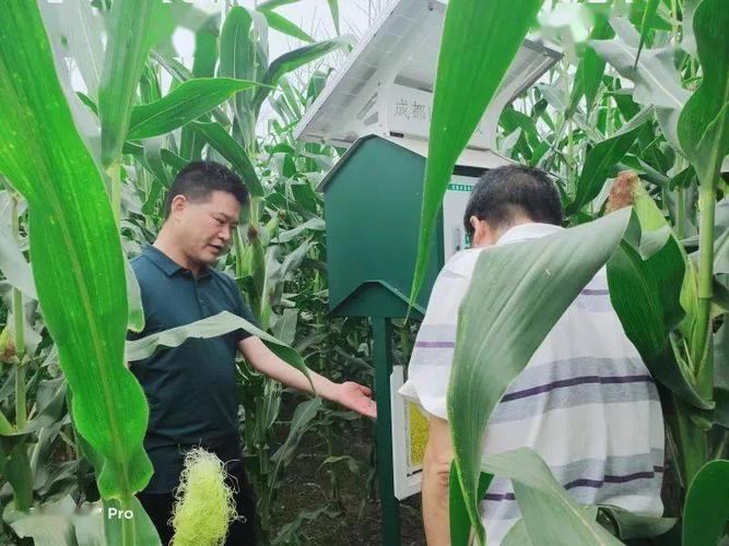 保障农作物增产增收 ----都江堰市农业农村局开展《 农作物病虫害防治