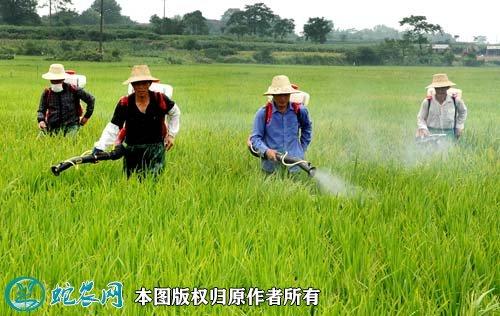 重视农作物病虫害防治工作,加强科学安全用药技术培训指导,推进新产品